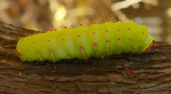 Cele mai voasice animale