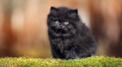 Pisicile cele mai pufoase