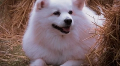 Cele mai pufoase rase ale câinilor din lume