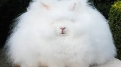 Cele mai pufoase animale de pe planetă