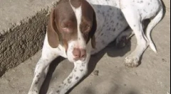 Cele mai rare și dispărute de câini