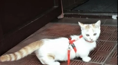 Cele mai rare rase de pisici