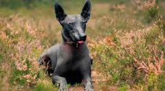 Cele mai rare rase de câine din lume