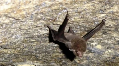 Animale rare: 10 specii dispărute