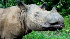 Cele mai rare animale din lume