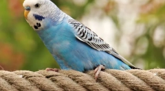 Cei mai mulți papagali