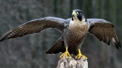 Cel mai bun dintre cei mai buni. Înregistrări din lumea păsărilor