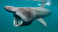 Cel mai bun dintre cei mai buni. Înregistrări din lumea peștelui