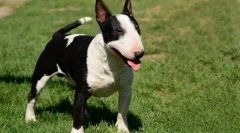 Cel mai dificil câine instruit