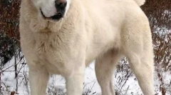 Rasele calme ale câinilor