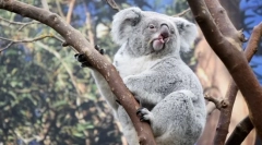 Cele mai relaxate animale din lume