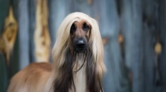 Cele mai vechi rase de câini din lume