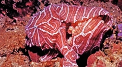 Cele mai ciudate animale