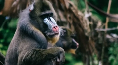 Cele mai teribile animale din lume