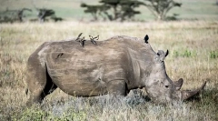 Animale grele din lume