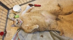 Cele mai grave pisici și pisici din lume: ratingul titularilor record și consecințele obezității