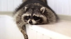 Cele mai inteligente animale de companie