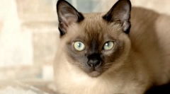 Cele mai deștepte de pisici