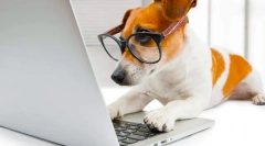 Cele mai inteligente rase ale câinilor din lume