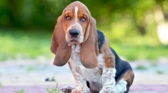 Cele mai încăpățânare rase de câini - fotografii și descriere