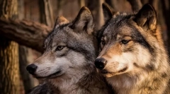 Cele mai credincioase animale