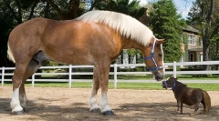 Cele mai mari rase de cai