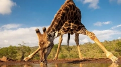 Cele mai înalte animale din lume