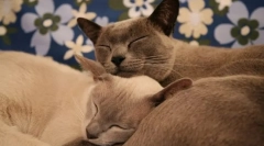 Breastică sănătoasă de pisici