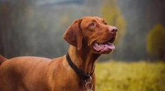 Cele mai sănătoase rase ale câinilor conform veterinarilor