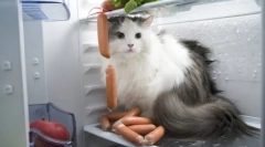 Cele mai multe pisici brutale killer: top 5 povestiri