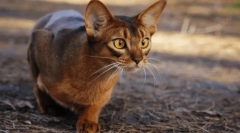 Cele mai rele pisici: 5 rase agresive