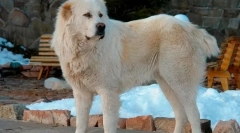 Cele mai rele rase ale câinilor