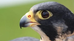 Cele mai mari păsări