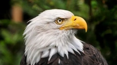 Cele mai mari animale