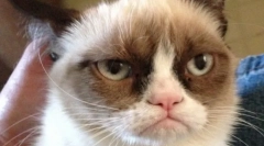 Cea mai tristă pisică (foto): totul despre celebritățile pufoase