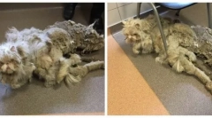 Cea mai mare pisică din lume: istoria mântuirii