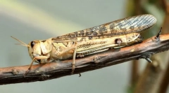 Saragea asiatice mare