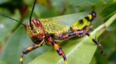 Salena: descrierea, stilul de viață și deteriorarea