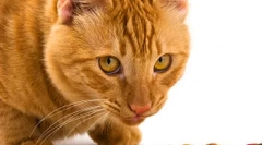 Cat de nutriție echilibrată