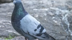 Secretele lumii animale: de ce nu puii vizibili de porumbei și cum arată