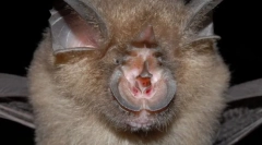 Familia de fagure. Reprezentanți