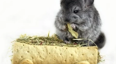 Hay pentru chinchillas: alegere și goală