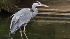 Gri heron