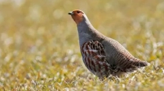 Gri partridge