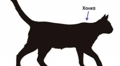 Serios: pisica antonei