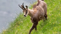 Chamois