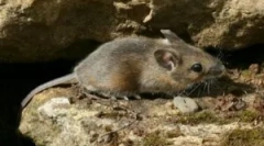 Grilă pentru a proteja casa de la rozătoare