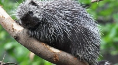 Dike american de nord