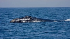 Kit neted atlantic nord