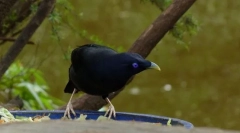 Satin în formă de nisip